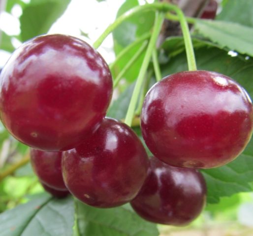 Cherry Vyanok: variety description, photos, reviews, pollinators