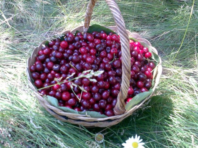 Cherry Vyanok: variety description, photos, reviews, pollinators