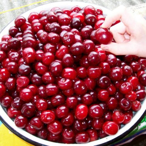 Cherry with sugar for the winter without cooking: recipe with photo