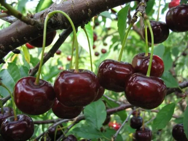 Cherry Zagoryevskaya