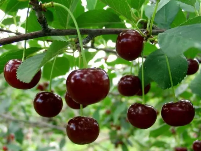 Cherry Zagoryevskaya