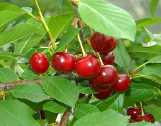 Cherry Zhelannaya: variety description, photos, reviews, pollinators