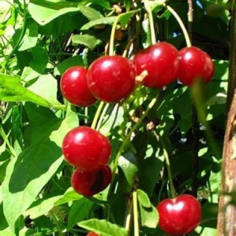 Cherry Zhelannaya: variety description, photos, reviews, pollinators