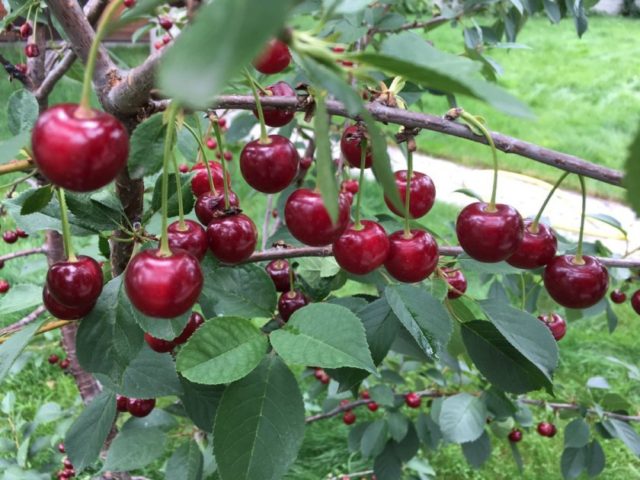 Cherry Zhelannaya: variety description, photos, reviews, pollinators