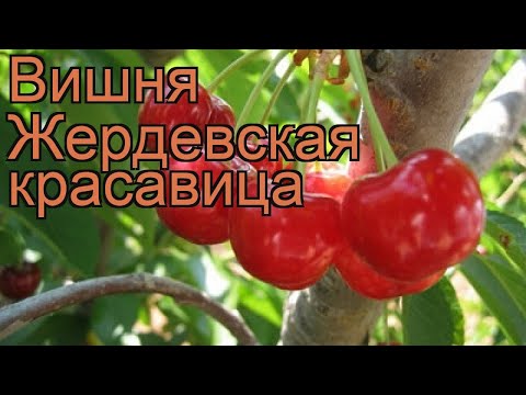 Cherry Zherdevskaya beauty: variety description + reviews, pollinators