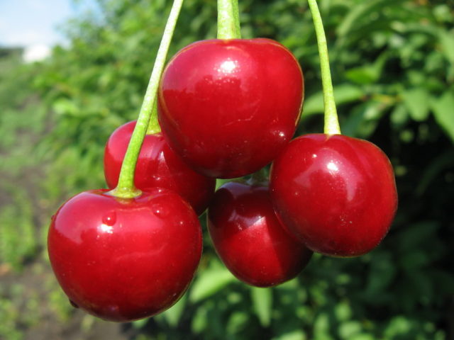 Cherry Zherdevskaya beauty: variety description + reviews, pollinators