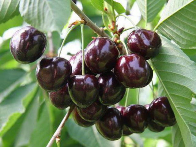 Cherry Zherdevskaya beauty: variety description + reviews, pollinators