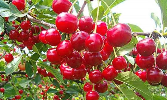 Cherry Zherdevskaya beauty: variety description + reviews, pollinators