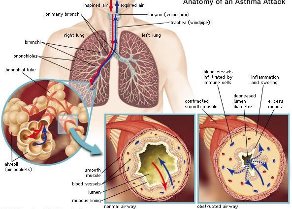 Chest &#8211; structure, functions, diseases