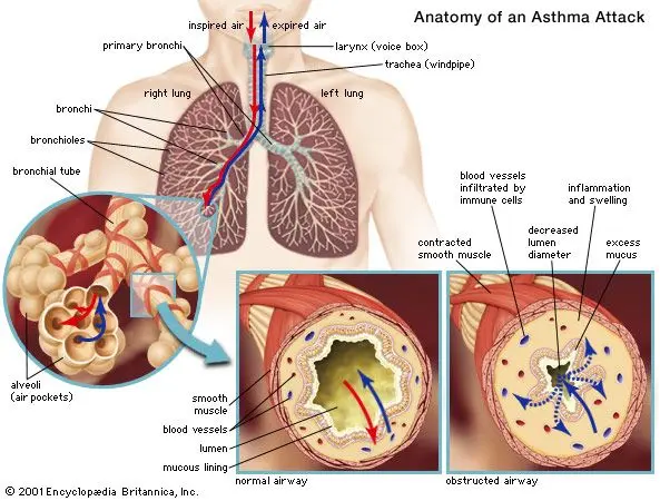 Chest &#8211; structure, functions, diseases