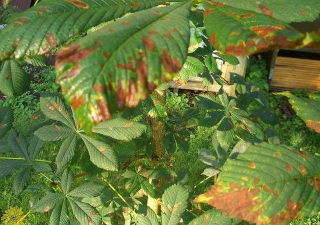 Chestnut diseases: photos and types