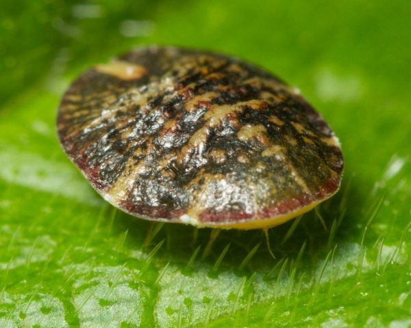 Chestnut diseases: photos and types