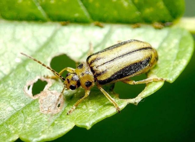 Chestnut diseases: photos and types