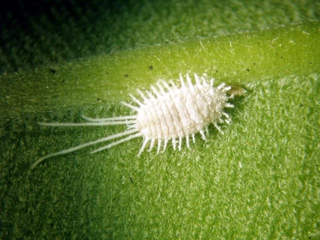 Chestnut diseases: photos and types