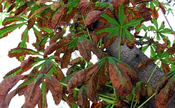 Chestnut diseases: photos and types