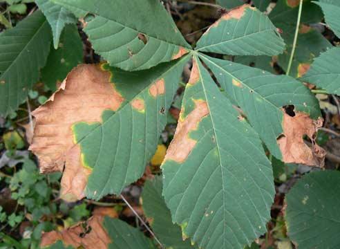 Chestnut diseases: photos and types