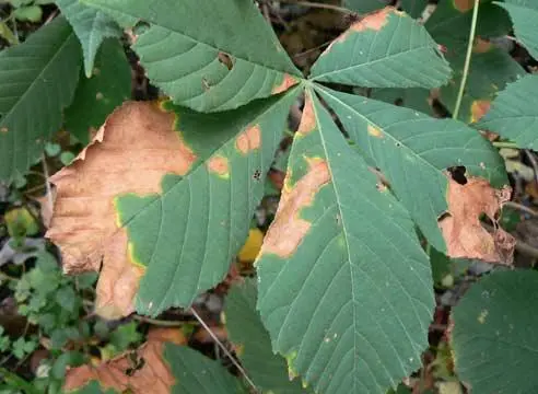 Chestnut diseases: photos and types