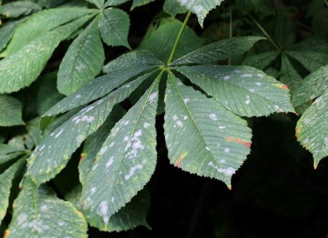 Chestnut diseases: photos and types