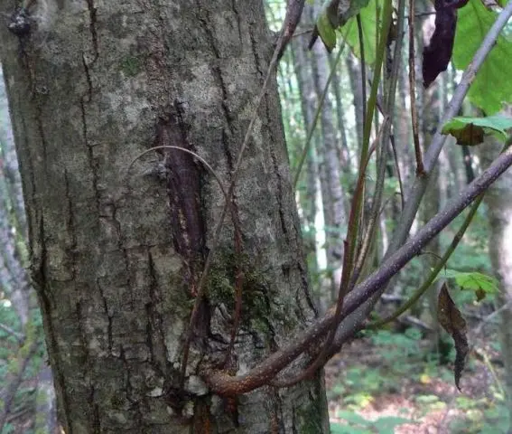 Chestnut diseases: photos and types