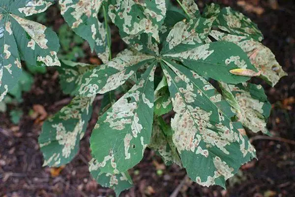 Chestnut diseases: photos and types