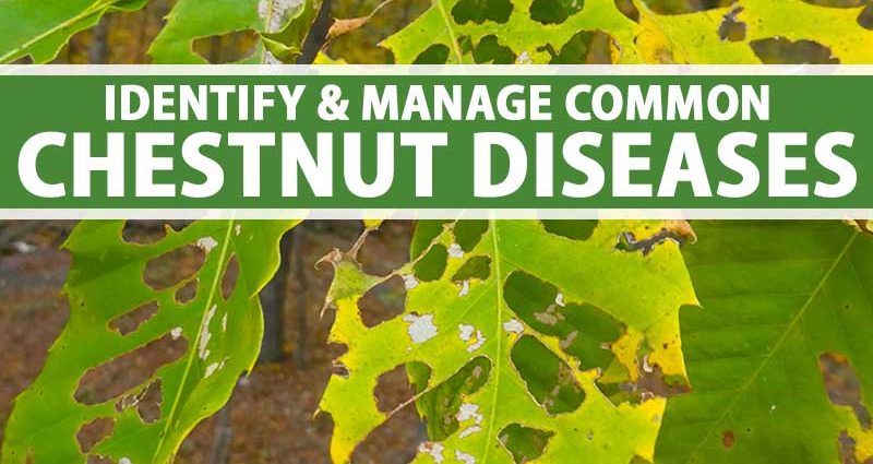 Chestnut diseases: photos and types