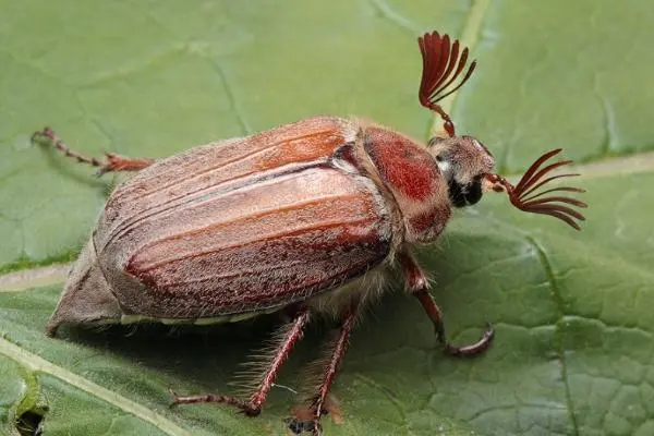 Chestnut diseases: photos and types