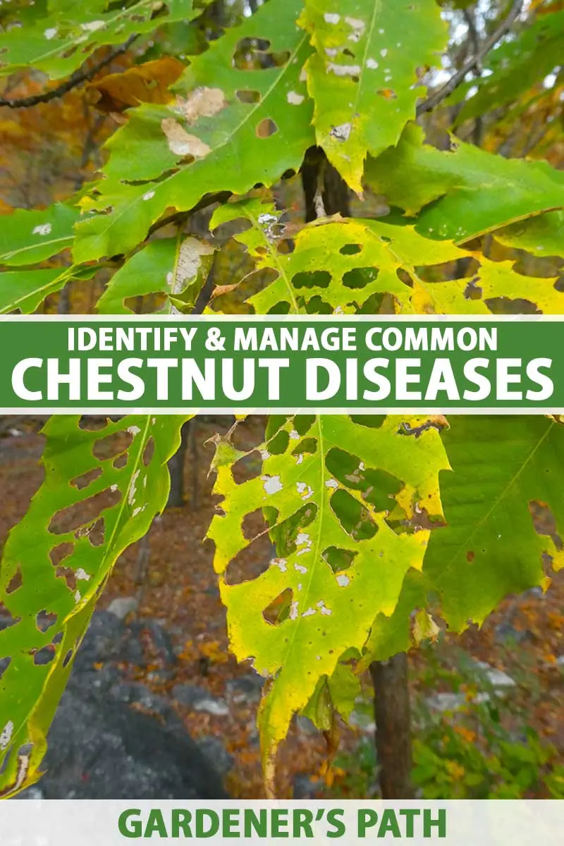 Chestnut diseases: photos and types