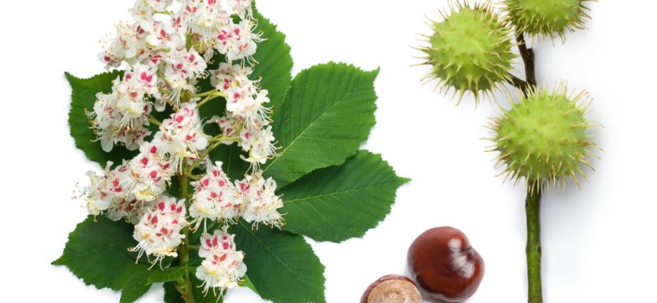 Chestnut &#8211; occurrence, poison, symptoms of poisoning