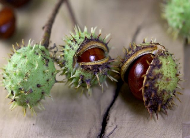 Chestnut tincture: medicinal properties and contraindications