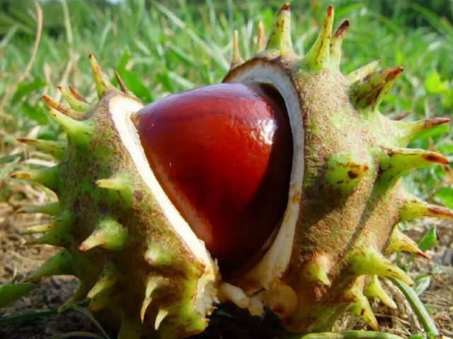 Chestnut tincture: medicinal properties and contraindications