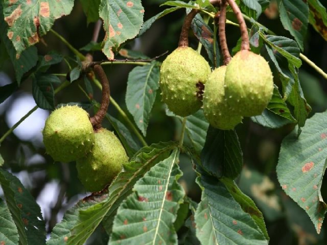 Chestnut tincture: medicinal properties and contraindications