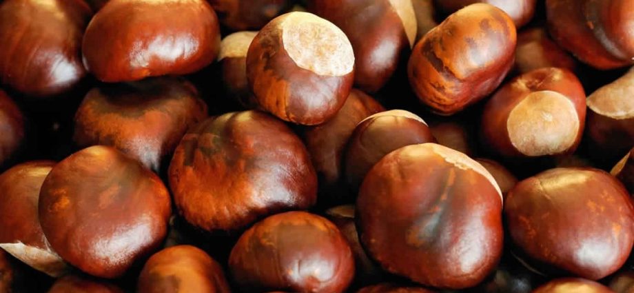 Chestnut tincture: medicinal properties and contraindications