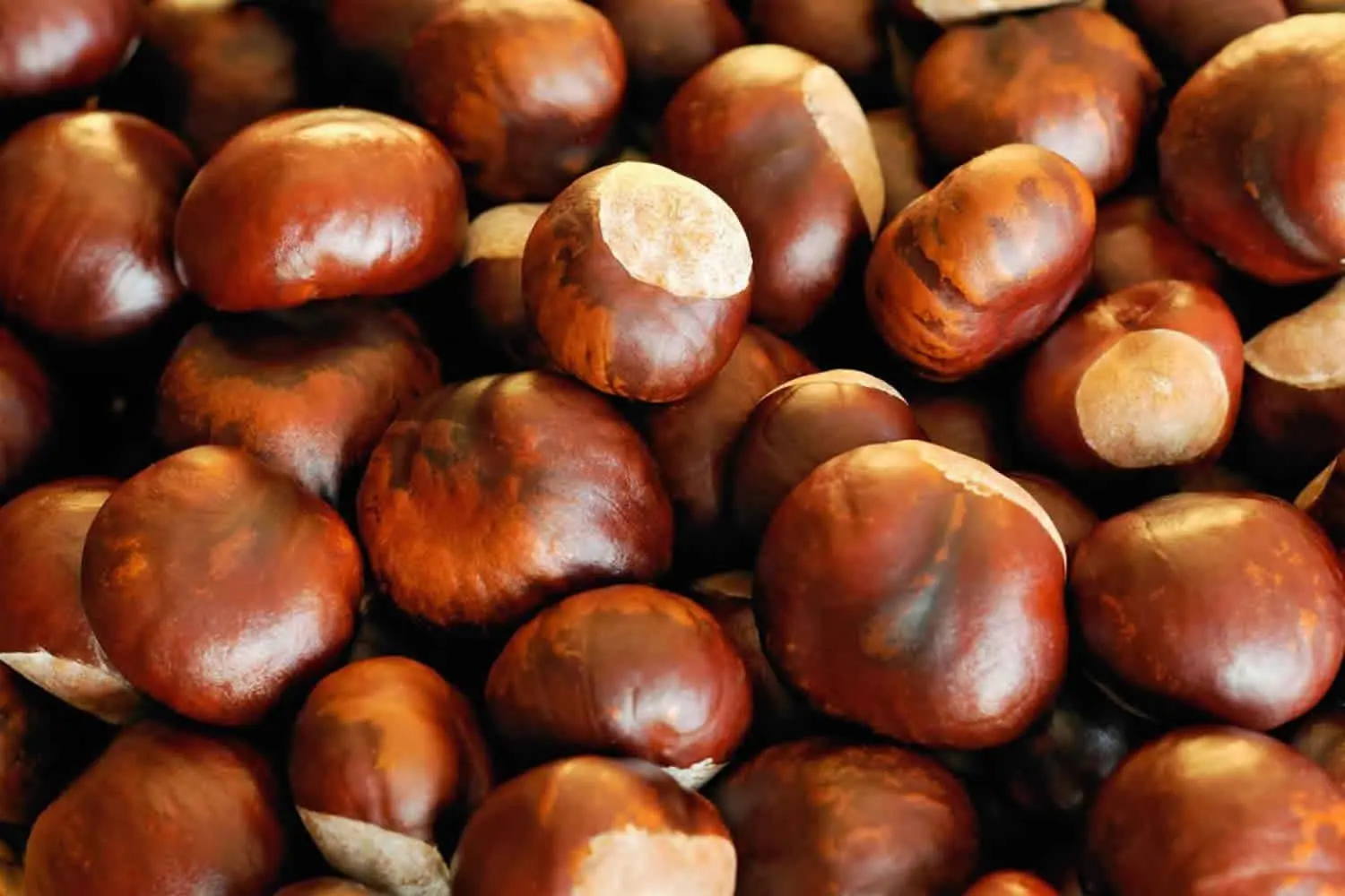 Chestnut tincture: medicinal properties and contraindications