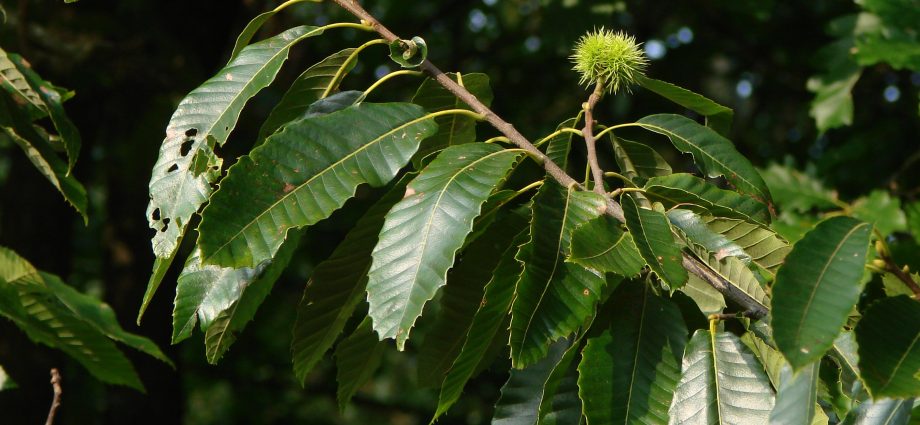 Chestnuts absorb bad energy. Truth or Superstition?