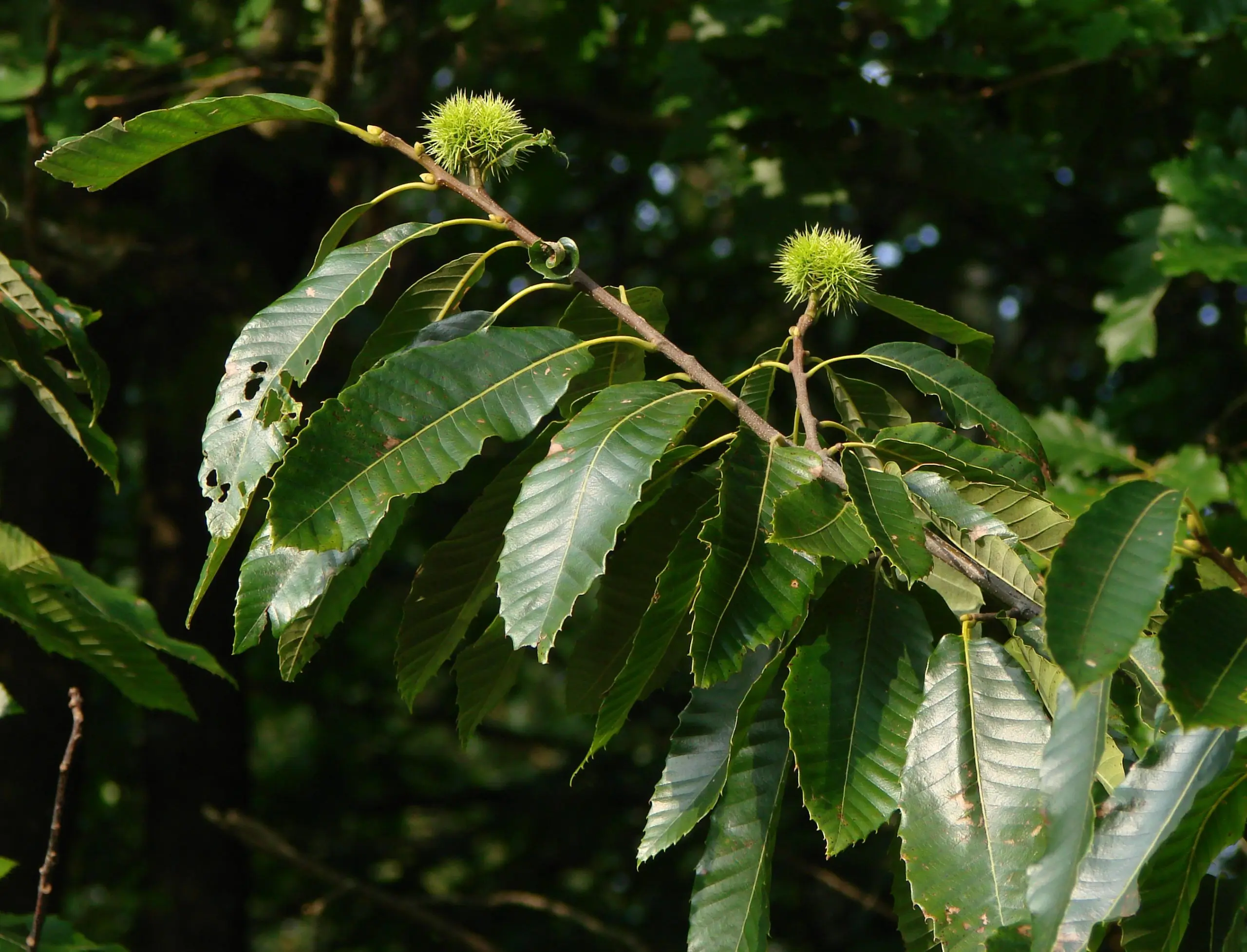 Chestnuts absorb bad energy. Truth or Superstition?