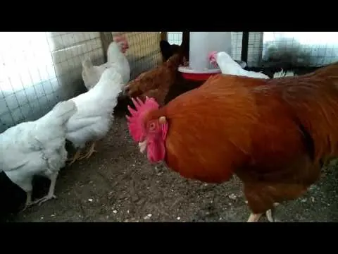 Chicken breed Rhodonite: description + photo