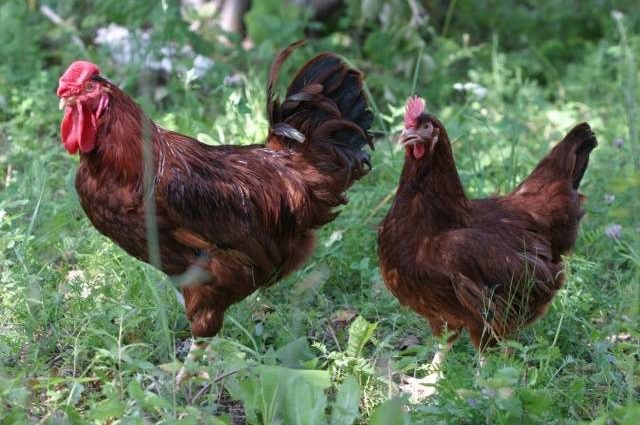 Chicken breed Rhodonite: description + photo