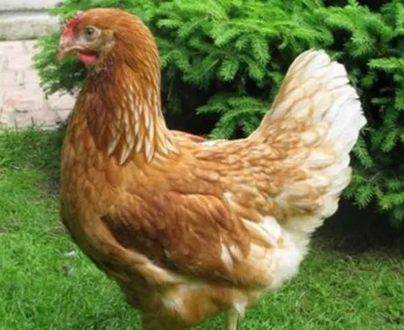 Chicken breed Rhodonite: description + photo