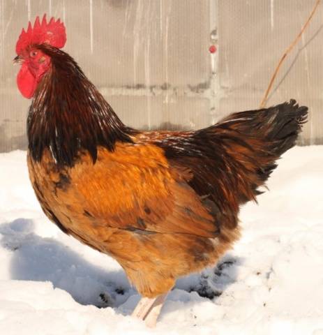 Chicken breed Xin Xin Dian: characteristics, description and reviews