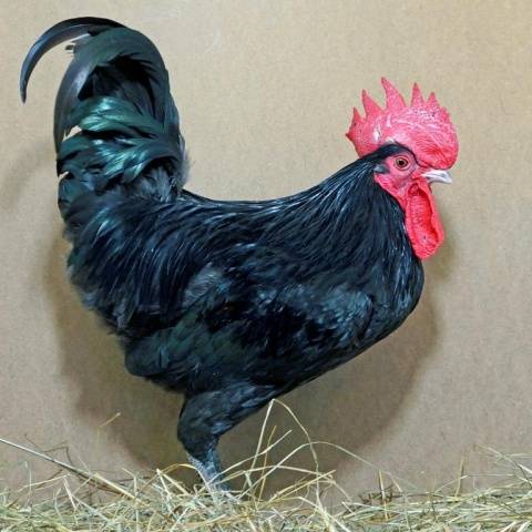 Chicken breed Xin Xin Dian: characteristics, description and reviews