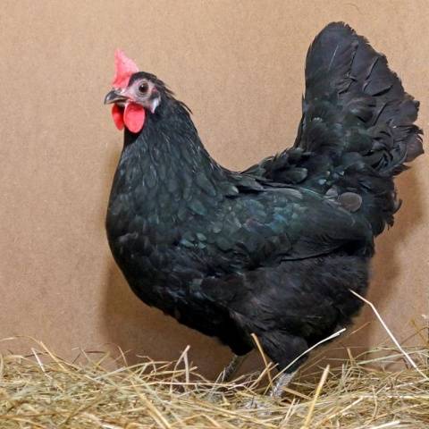 Chicken breed Xin Xin Dian: characteristics, description and reviews