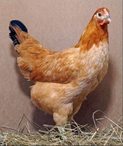 Chicken breed Xin Xin Dian: characteristics, description and reviews