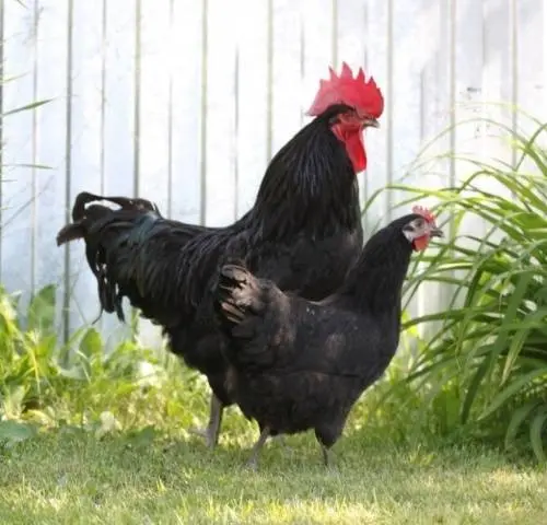 Chicken breed Xin Xin Dian: characteristics, description and reviews