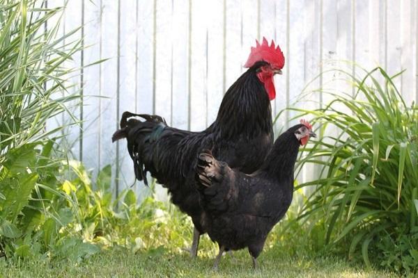 Chicken breed Xin Xin Dian: characteristics, description and reviews