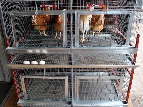 Chicken cage sizes: photo + drawings 