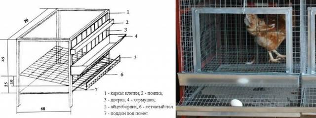 Chicken cage sizes: photo + drawings 