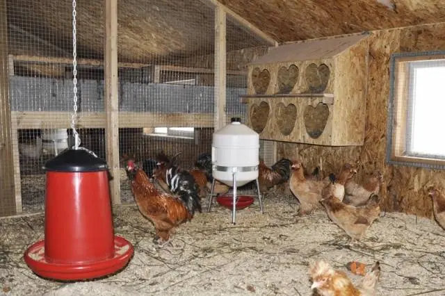 Chicken coop for laying hens