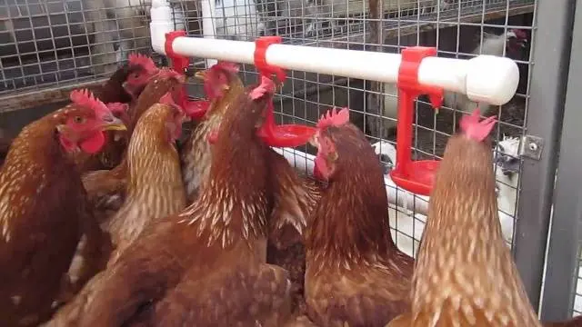 Chicken coop for laying hens