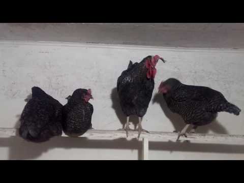 Chicken coop for laying hens