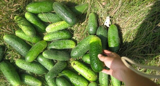 Chicken manure for fertilizing cucumbers in a greenhouse